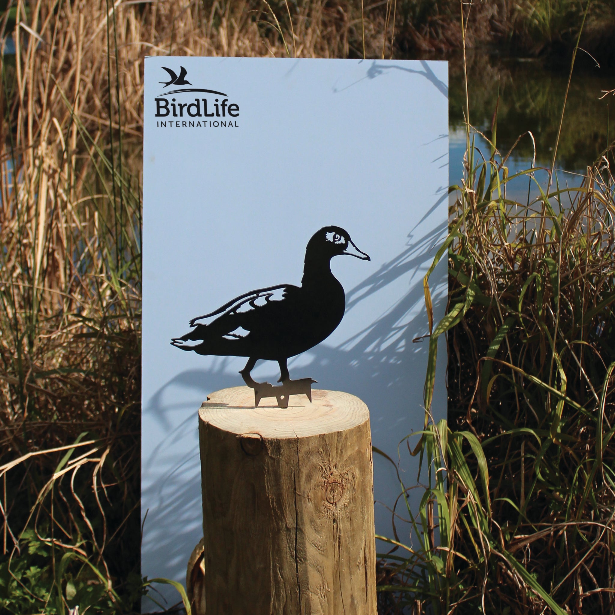 A Laysan Duck silhouette by Metalbird Canada - CC, made from black corten steel, stands on a wooden post before a BirdLife International sign, with tall grass and water in the background.