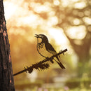 Canada Warbler