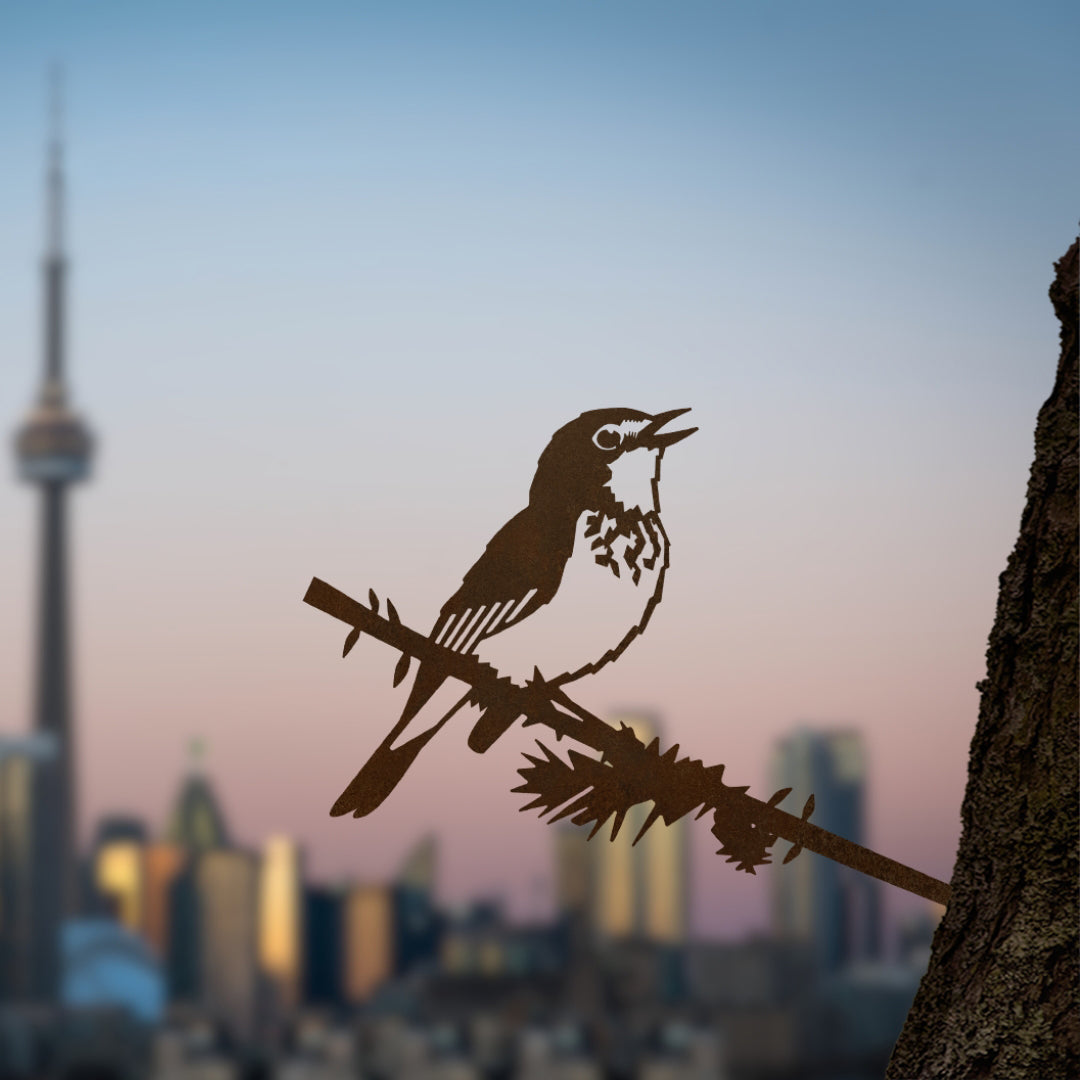 Canada Warbler