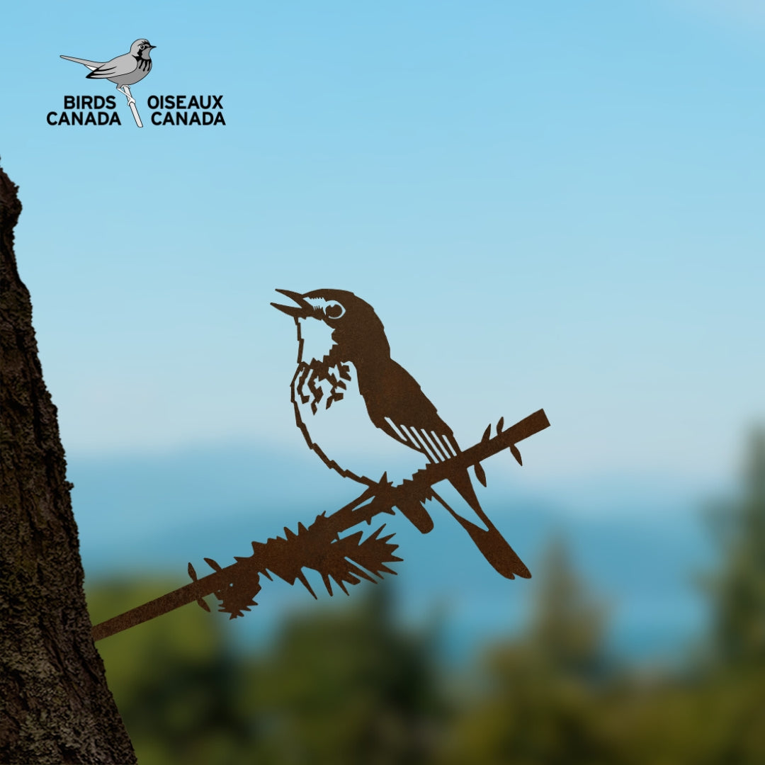 Canada Warbler