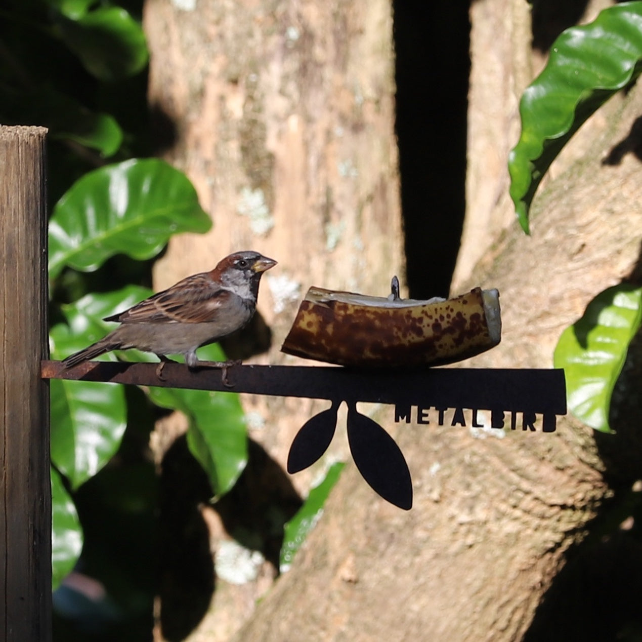 A sparrow perches on the Metalbird Canada Stick Bird Feeder with a banana slice, set against green leaves and tree bark. The partial brand name appears on this unique corten steel garden art piece.