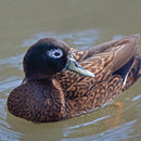 A Laysan Duck by Metalbird Canada - CC, with dark brown mottled plumage, a pale green bill, and a white eye patch, glides through murky water—resembling elegant yard or metal garden art brought to life.