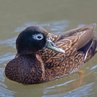A Laysan Duck by Metalbird Canada - CC, with dark brown mottled plumage, a pale green bill, and a white eye patch, glides through murky water—resembling elegant yard or metal garden art brought to life.