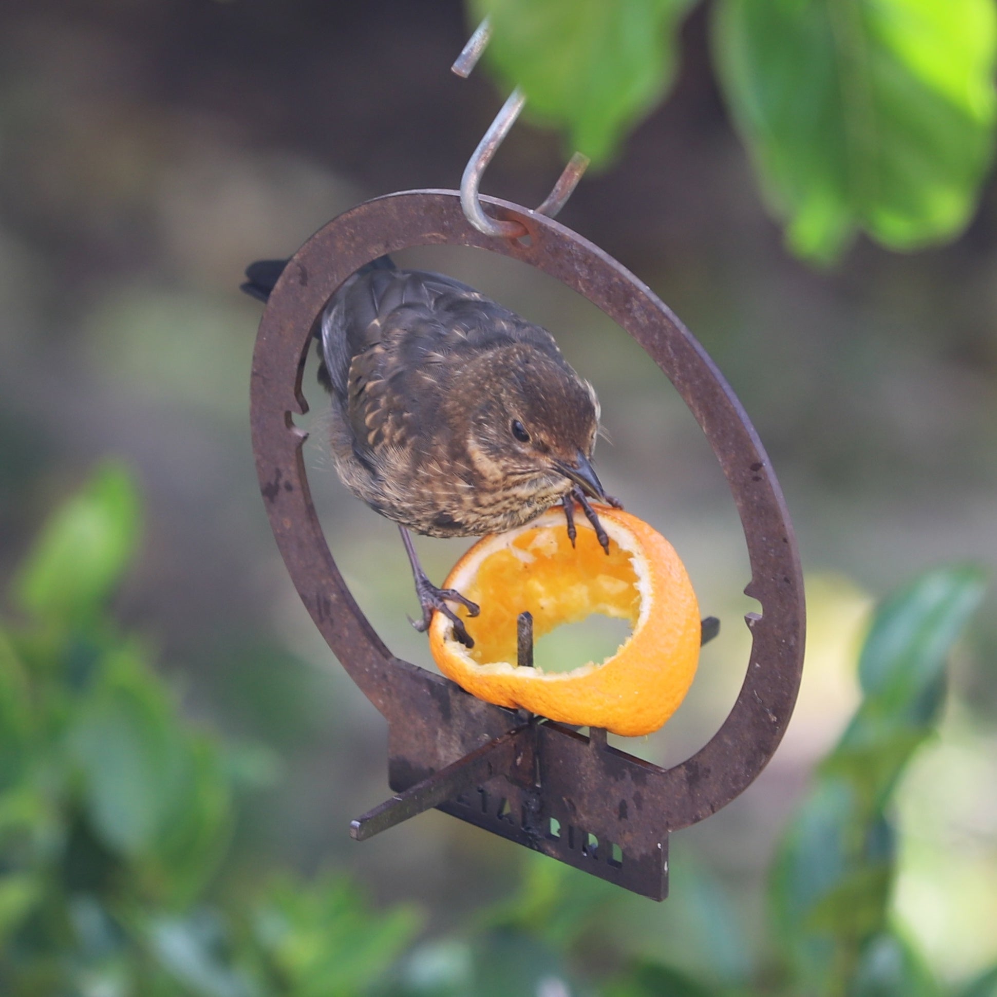 A small brown bird perches on the Hanging Bird Feeder by Metalbird Canada, a rusty corten steel circle, pecking at an orange peel. Green leaves and blurred foliage appear in the background.