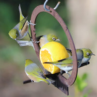 Four small birds perch on a Metalbird Canada Hanging Bird Feeder, enjoying a halved orange. The circular corten steel design and blurred background highlight this unique garden art piece.