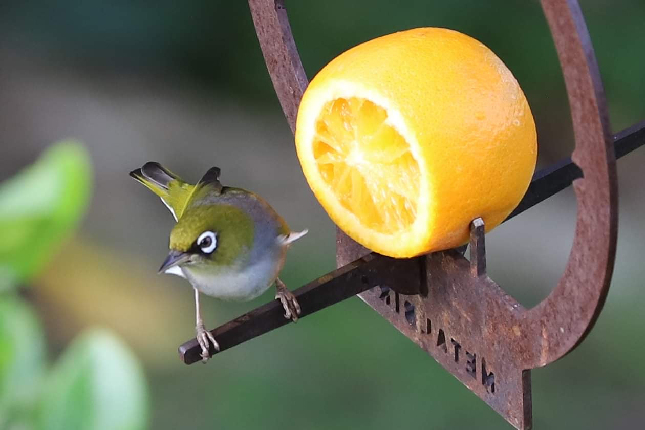 A small green and white bird with a white eye ring perches on the Metalbird Canada Hanging Bird Feeder beside a half orange, all set against a blurred green background.