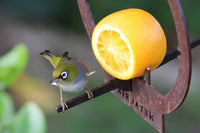A small green and white bird with a white eye ring perches on the Metalbird Canada Hanging Bird Feeder beside a half orange, all set against a blurred green background.