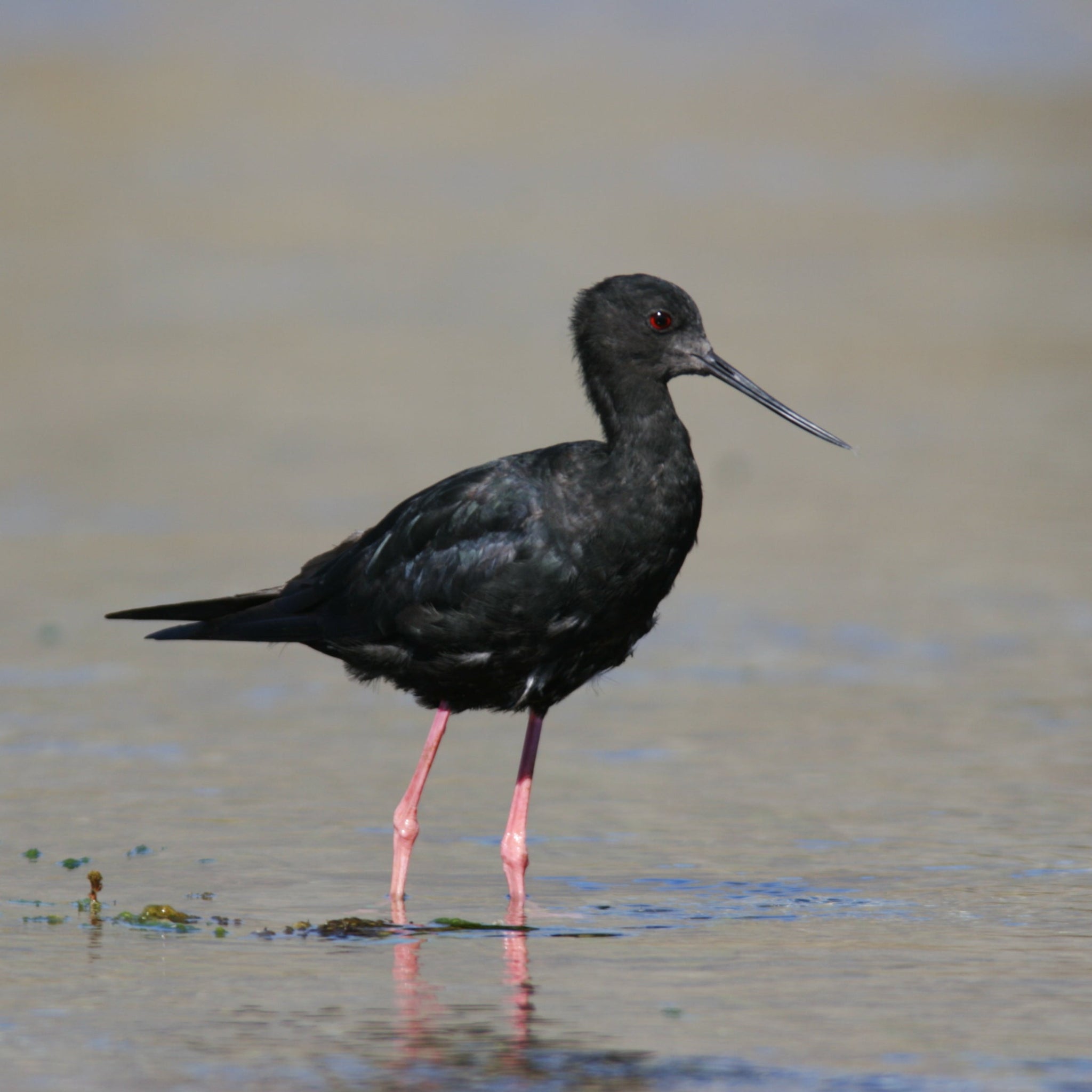 Black Stilt