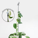 A leafy vine climbs the Metalbird Canada Cardinal Plant Stake - 40", featuring a bird silhouette topper. An inset highlights an extender for added height, all set against a plain white background, creating unique garden art.