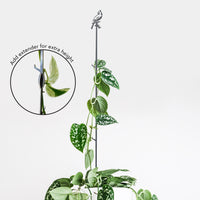 A leafy vine climbs the Metalbird Canada Cardinal Plant Stake - 40", featuring a bird silhouette topper. An inset highlights an extender for added height, all set against a plain white background, creating unique garden art.