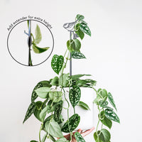 The Chickadee Plant Stake - 25" by Metalbird Canada supports trailing houseplants with a slim metal trellis topped by a chickadee bird decoration. An extender option is shown to increase trellis height for added plant support.
