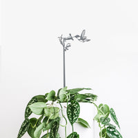 A lush green plant with heart-shaped, variegated leaves sits in a white pot. Rising above it is the Hummingbird Plant Stake - 25" by Metalbird Canada, featuring a hummingbird and flower silhouette, set against a plain white background.