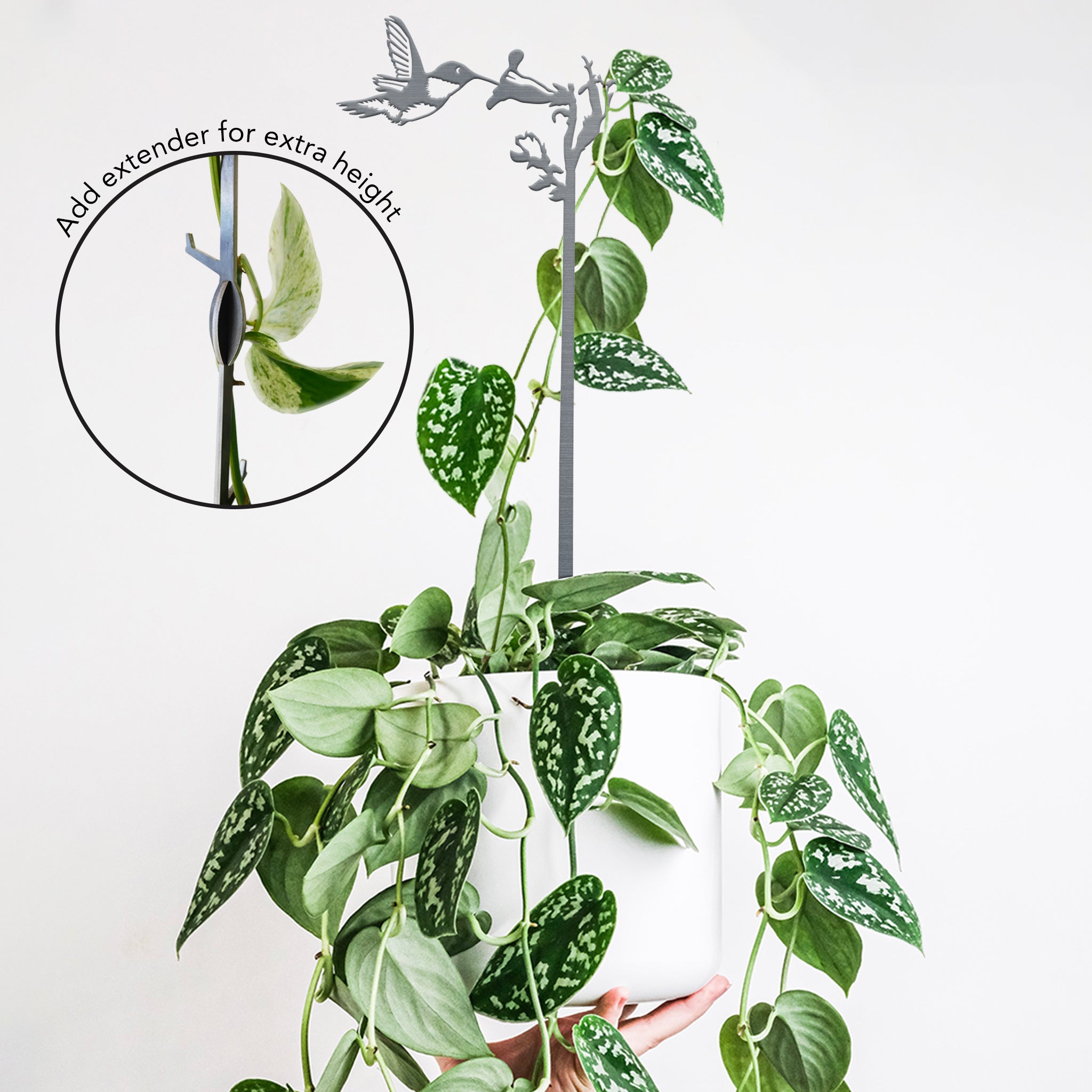 A hand holds a white pot with a trailing variegated plant, supported by the Metalbird Canada Hummingbird Plant Stake - 25", ideal as garden art. An inset displays an extender to increase the stake’s height.