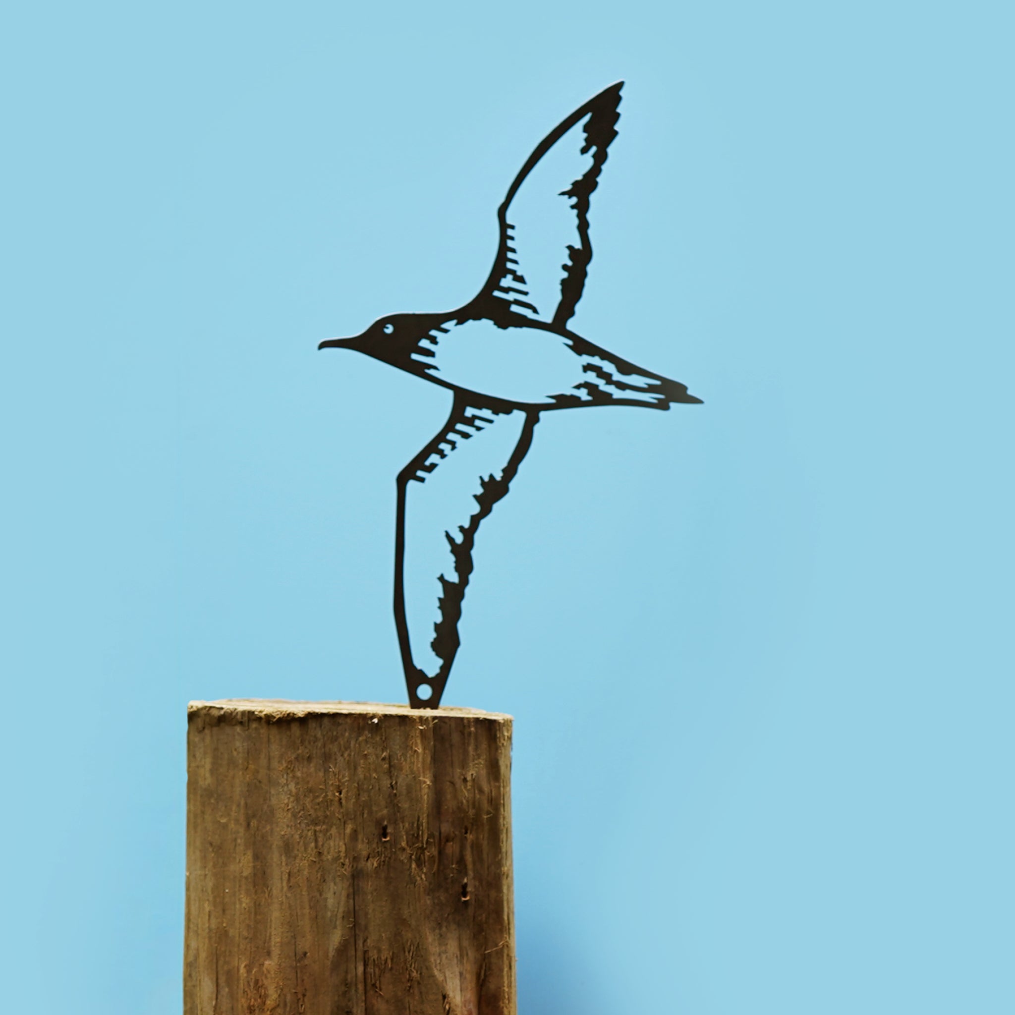 Balearic Shearwater