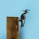 Ivory-Billed Woodpecker