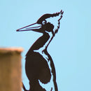 Ivory-Billed Woodpecker