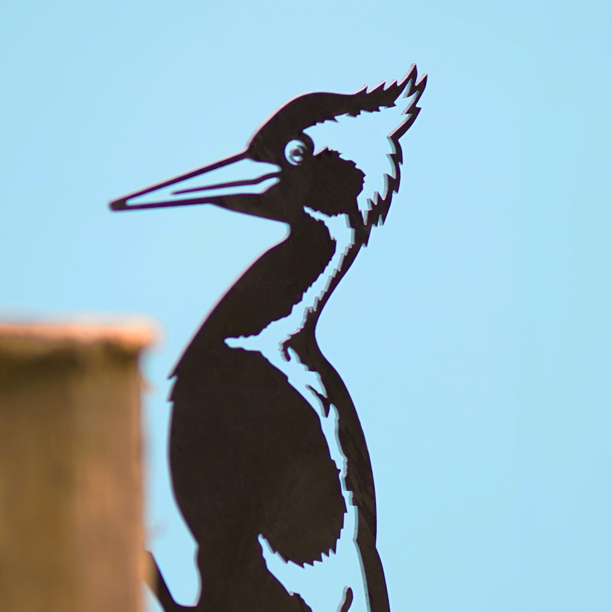 Ivory-Billed Woodpecker