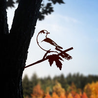 Whiskey Jack / Canada Jay