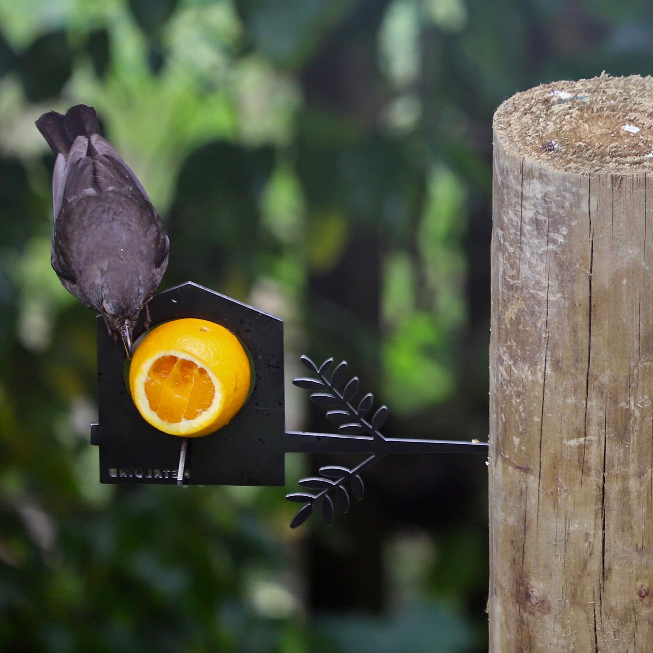A small dark bird pecks at an orange half in a Metalbird Canada Bird Feeder, its silhouette sharp against the green blur as it perches on the feeder attached to a wooden post.