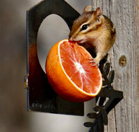A chipmunk clings to a Bird Feeder by Metalbird Canada, nibbling an orange on its metal holder outdoors, creating lively yard art.